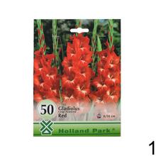 Veľký balík - zmiešané gladioly