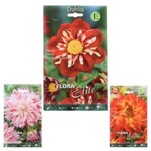 Zmes cibuľovín Dahlia EXCLUSIVE