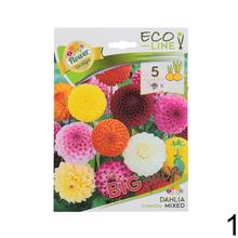 Zmes cibuľovín Dahlia, 5 kusov.