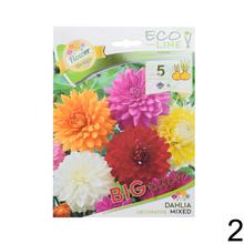Zmes cibuľovín Dahlia, 5 kusov.