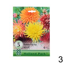 Zmes cibuľovín Dahlia, 5 kusov.
