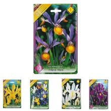 Sada cibuľovín IRIS MIX s rôznymi farbami kvetov.