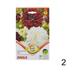 Cibuľka DAHLIA DUO MIX s ružovými kvetmi.