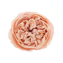 Hlava anglickej ruže v ružovej farbe.