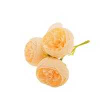 HLAVA RANUNCULUS KRÉMOVÝ 3-PUKY P:3CM BAL:36KS - FLORASYSTEM