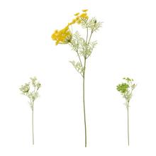 KS AMMI MIX/3F 70CM - FLORASYSTEM