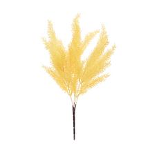 ZELEŇ ASPARÁT KRÉMOVÝ 37CM - FLORASYSTEM