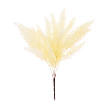 ZELEŇ ASPARÁT BIELY 37CM - FLORASYSTEM