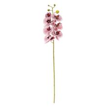 KS ORCHIDEA PHALAENOPSIS BIELO-BORDOVÁ 73CM - FLORASYSTEM