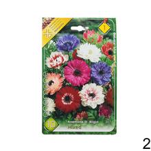 Cibuľoviny Anemone de Caen - Hollandia