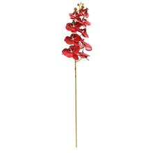 KS ORCHIDEA PHALAENOPSIS ČERVENÁ 95CM - FLORASYSTEM