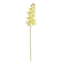 KS ORCHIDEA PHALAENOPSIS BLEDO ZELENÁ 95CM - FLORASYSTEM