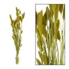 Zväzok stabilizovaných kvetov SETARIA s výškou 66 cm.