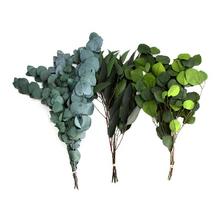 Eukalyptus box 55g s rôznymi odtieňmi listov.