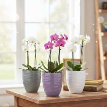 Biely obal na orchideu s vlnkovým vzorom.