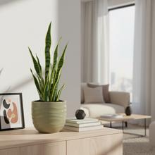 Jednofarebný keramický kvetináč v olivovej farbe.