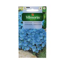 ZVONČEK KARPATSKÝ MODRÝ - FLORASYSTEM