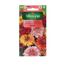 MARGARÉTKA KYLNATA DUNNETTII - FLORASYSTEM