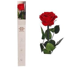Ruža preparovaná so stonkou 50-55cm, RED/ks - FLORASYSTEM