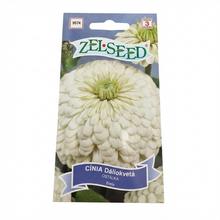 CÍNIA DÁLIOKV.BIELA 0,8g  - FLORASYSTEM