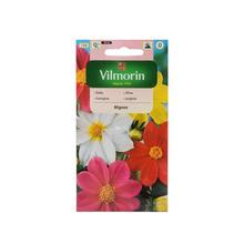 Semená kvetov Georgína premenlivá Mignon 1g