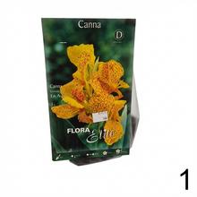 CIBUĽOVINY CANNA exclusive - balenie s gladiolmi