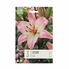 Balenie cibuľovín ĽALIA LEVI 3ks.