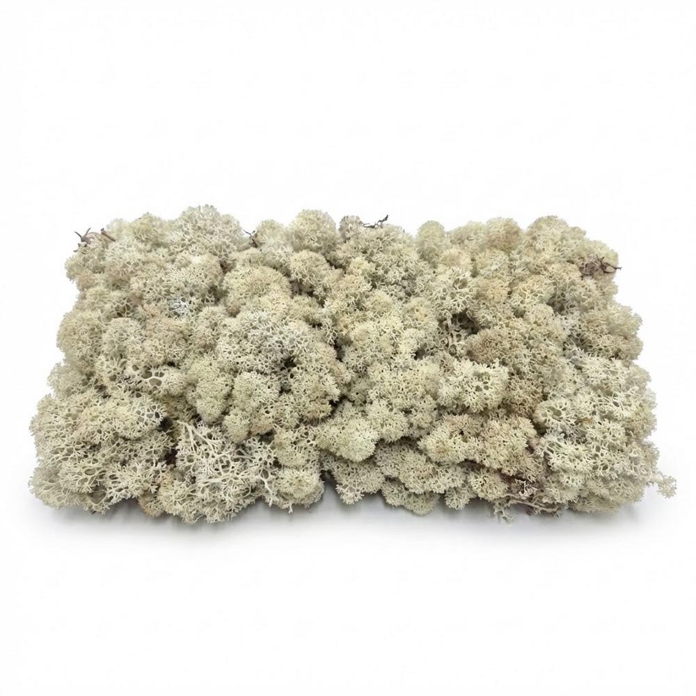 Preparovaný mach v boxe 500g so SOBOM