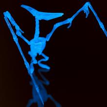 Stavebnica na výrobu kostry dinosaura svojpomocne, cca 10 cm