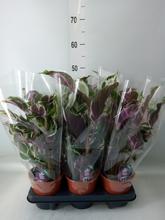 CALATHEA 'Stella' 14/45cm - FLORASYSTEM