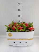 GUZMANIA 'Confetti' 10,5/35cm - FLORASYSTEM