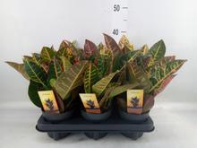 CODIAEUM var. GR 'Petra' 12/30cm - FLORASYSTEM