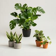 Izbové rastliny - Črepníkové rastliny | FLORASYSTEM