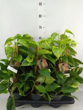 SCINDAPSUS mosstok 15/50cm - FLORASYSTEM