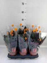 CALATHEA crocata 14/40cm - FLORASYSTEM