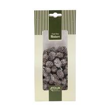 Casuarina nature 10x5x22cm 100gr - FLORASYSTEM