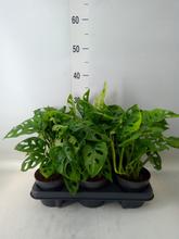 MONSTERA OBLIQUA 12/30cm - FLORASYSTEM