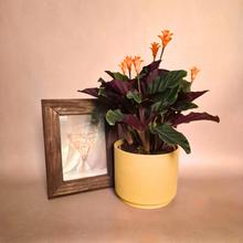 Rastlina CALATHEA crocata s oranžovými kvetmi.