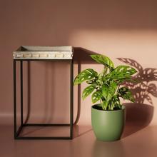 Rastlina Monstera Obliqua.