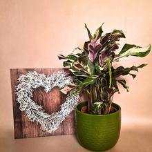 'Rastlina Calathea ''Stella''.'