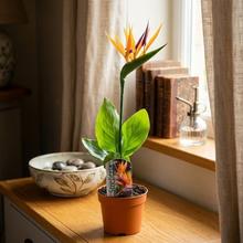 Izbová rastlina STRELITZIA Nicolai s umelým kvetom.