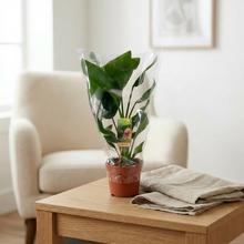 STRELITZIA Nicolai 17/55cm