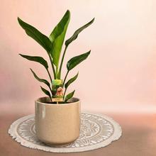 STRELITZIA Nicolai 17/55cm