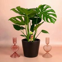 MONSTERA DELICIOSA 21/75cm