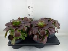 AEONIUM 14/25cm