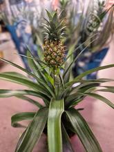 ANANAS Mi Amigo 12/40cm