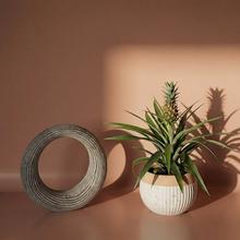 ANANAS Mi Amigo 12/40cm