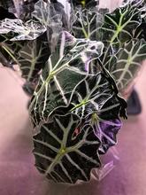 ALOCASIA POLLY 17/45cm