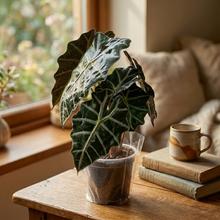 ALOCASIA POLLY 17/45cm