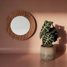 ALOCASIA POLLY 17/45cm